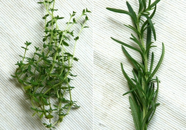 香草植物比較 香草植物比較