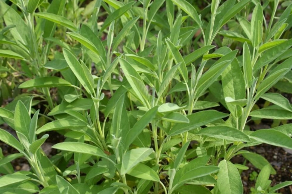 常見香草種類 常見香草種類