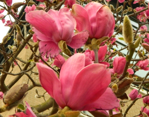 玉蘭花照顧