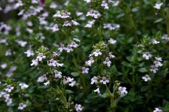百里香茶怎麼泡