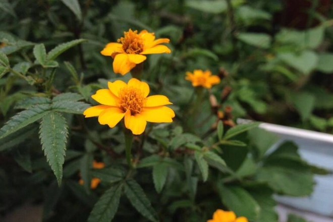 芳香萬壽菊茶功效