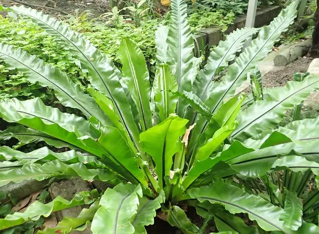 南洋山蘇花