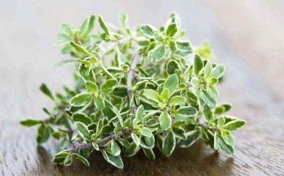 香草植物比較 香草植物比較