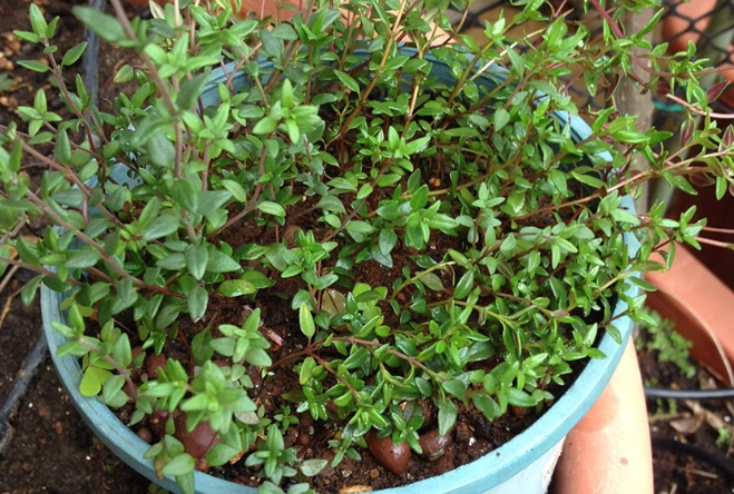 百里香食用注意