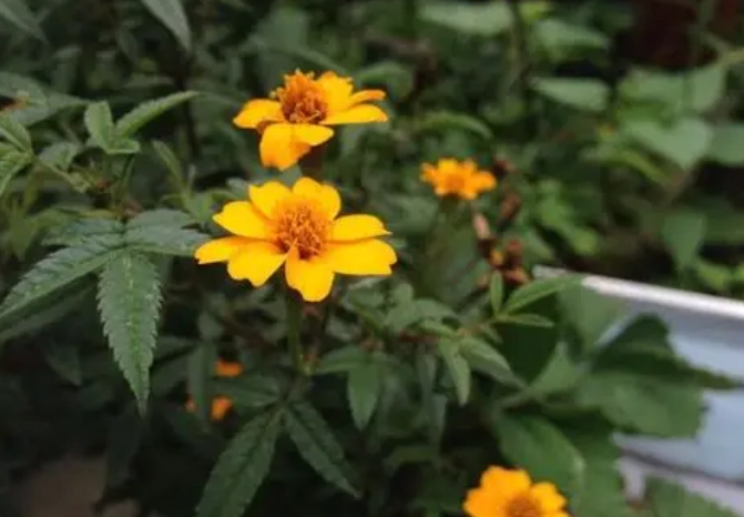 萬壽菊發霉