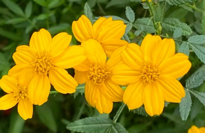 芳香萬壽菊泡法 芳香萬壽菊泡法