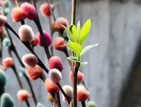 銀柳發芽寓意