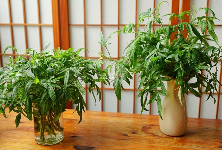 萬壽菊養護 萬壽菊養護
