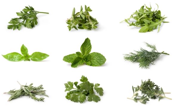 香草植物介紹 香草植物介紹