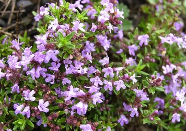 百里香茶好處
