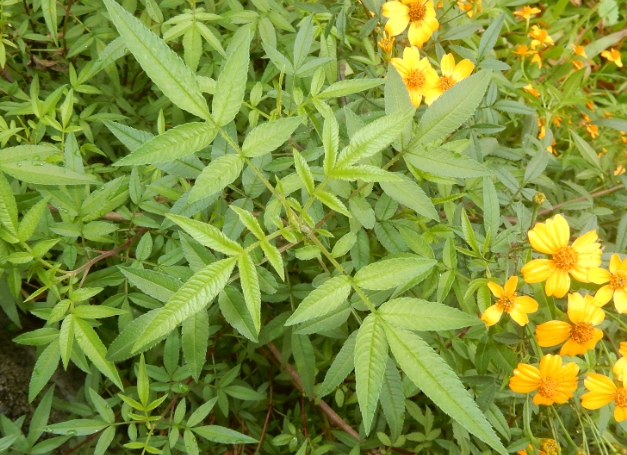 萬壽菊品種 萬壽菊品種