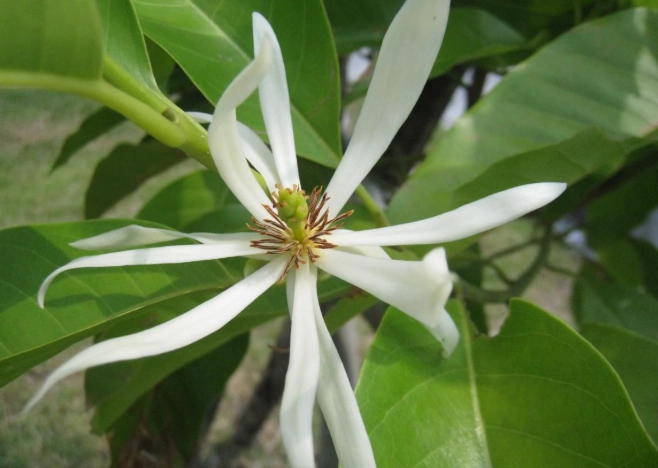 白玉蘭花種植禁忌