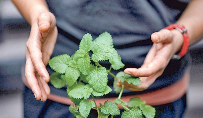 阳台香草种植 阳台香草种植