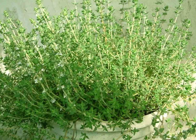 百里香泡茶