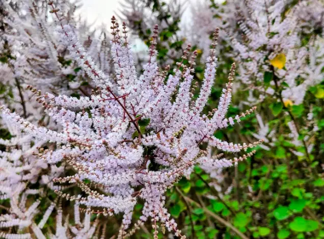 芳香木種植間隔 芳香木種植間隔