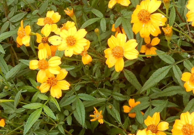 芳香萬壽菊食用