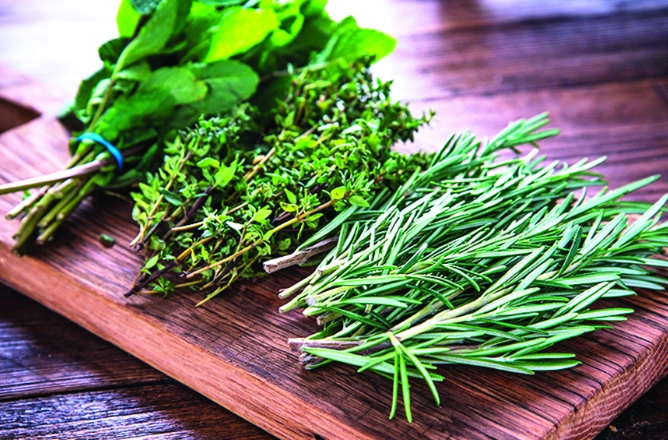 香港香草种植 香港香草种植