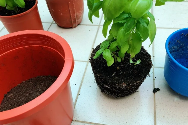 羅勒種植季節