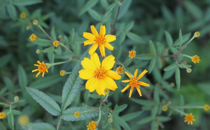 芳香萬壽菊葉子變小