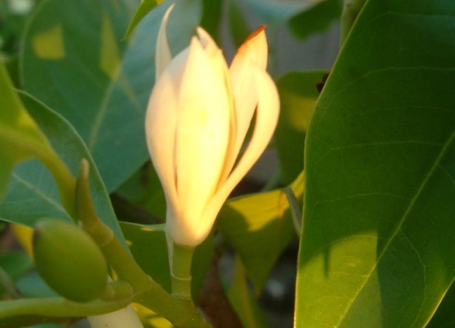 玉蘭花開花時間