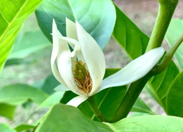玉蘭花開花時間