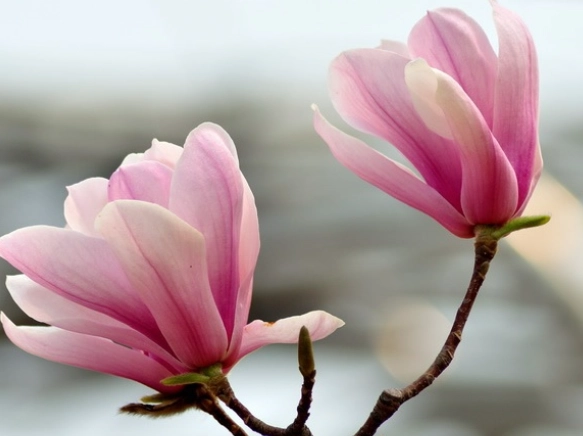 玉蘭花照顧