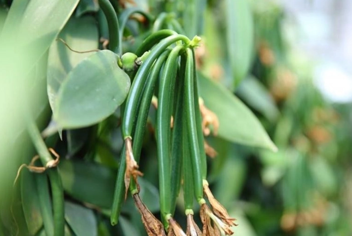 香草種植豆莢