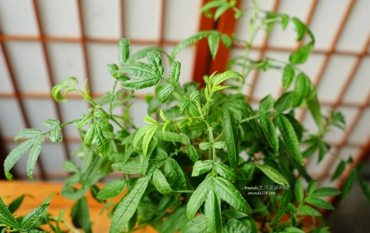 萬壽菊修剪方法 萬壽菊修剪方法