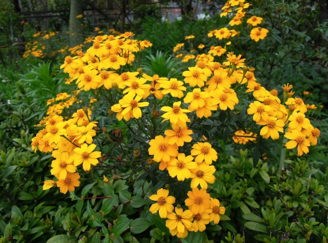 芳香萬壽菊泡法 芳香萬壽菊泡法
