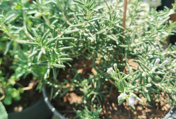 阳台香草种植 阳台香草种植