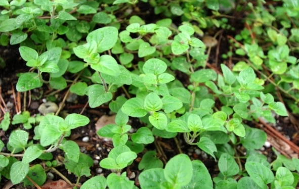 香草植物介紹 香草植物介紹