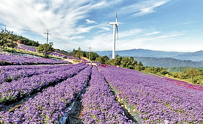 阳台香草种植 阳台香草种植