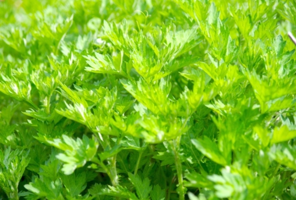 常見香草種類 常見香草種類