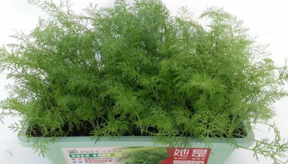 香港香草种植 香港香草种植