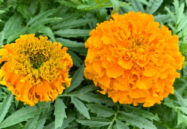 芳香萬壽菊泡法 芳香萬壽菊泡法