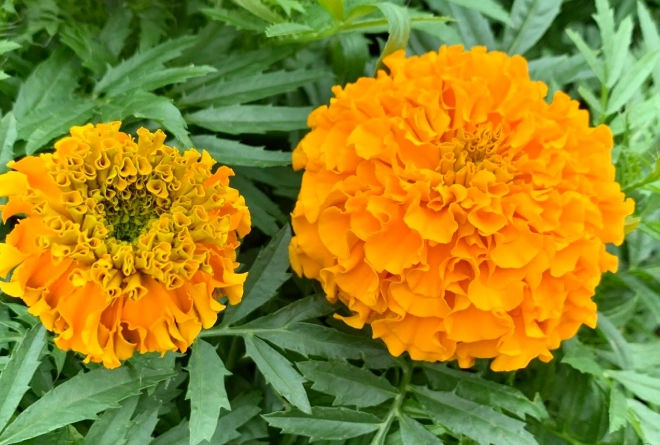 萬壽菊枯萎處理 萬壽菊枯萎處理