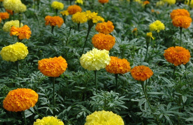 萬壽菊枯萎處理 萬壽菊枯萎處理