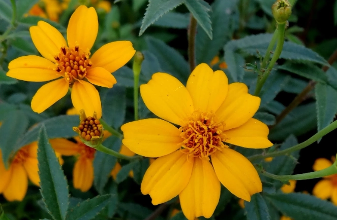 萬壽菊茶好處 萬壽菊茶好處