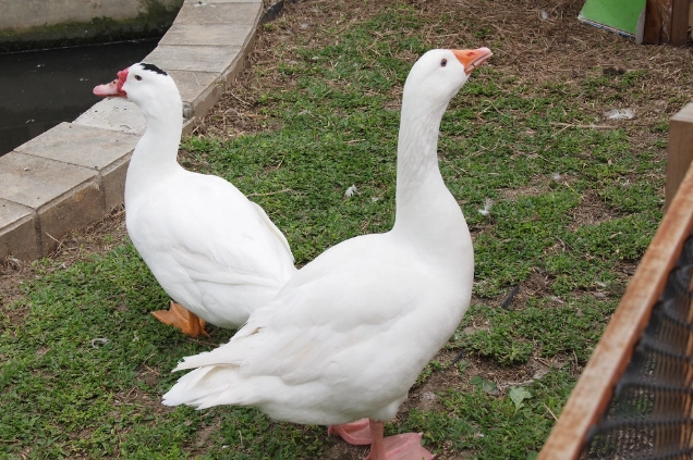 鳥類毒性比較