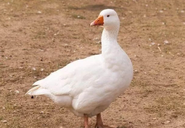 鴨毒