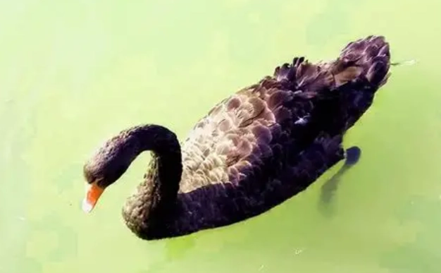 鵝毒