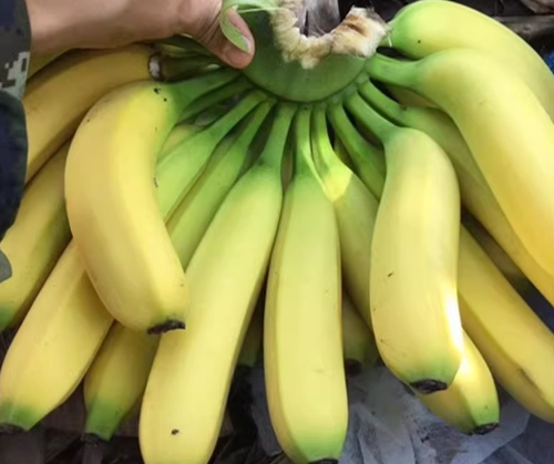 香蕉禁忌時間