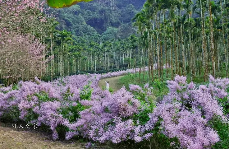 麝香木種植技巧
