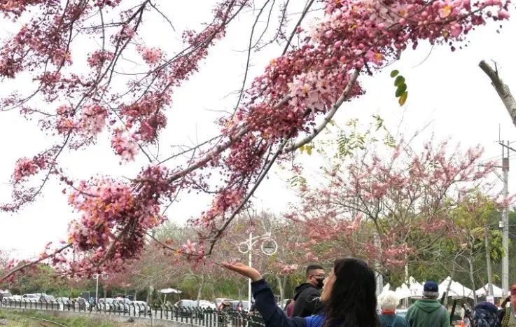 清明賞花行程 清明賞花行程