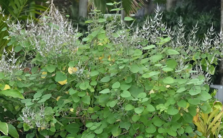 麝香木澆水