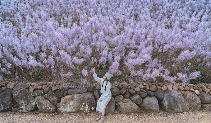 南投賞花景點