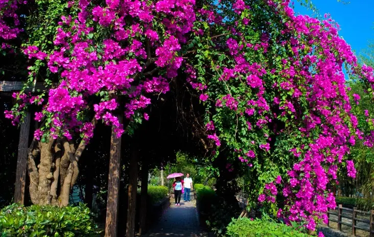 清明賞花行程 清明賞花行程