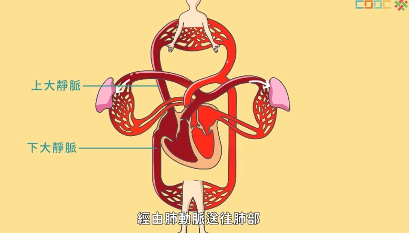 改善血液循環方法 改善血液循環方法