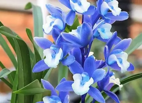 蘭花施肥技巧