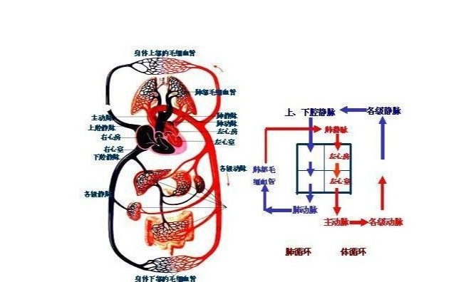 睡眠血液流動 睡眠血液流動